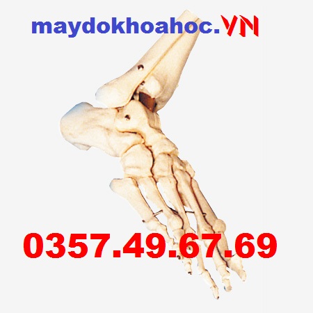 Mô hình xương bàn chân GD-A11133
