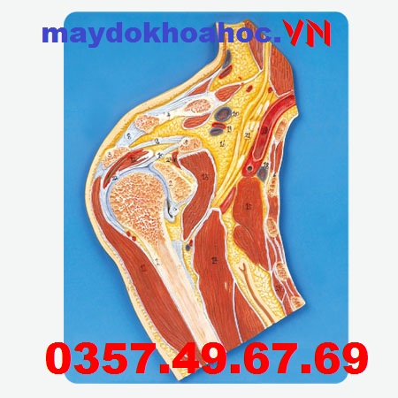Mô hình khớp vai GD-A11202