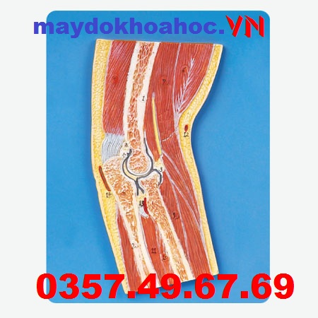 Mô hình mặt cắt khuỷu tay GD-A11203