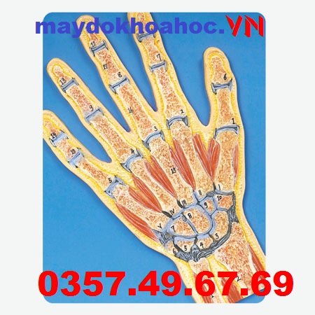 Mô hình mặt cắt khớp tay GD-A11204