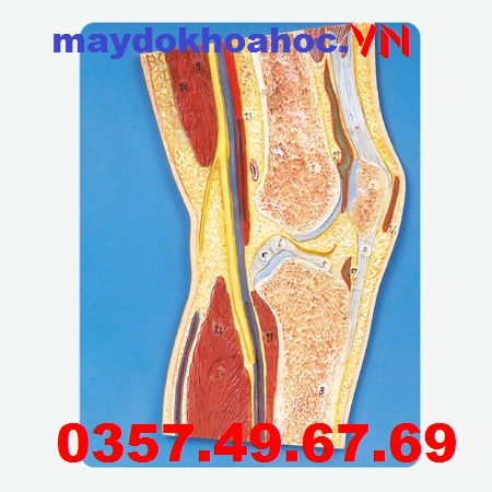 Mô hình mặt cắt khớp gối GD-A11206