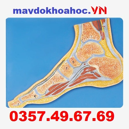 Mô hình mặt cắt khớp chân GD-A11207