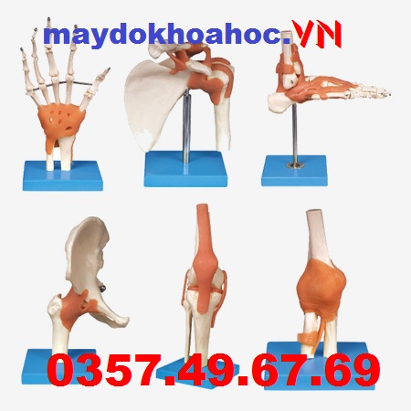 Mô hình giải phẫu các loại khớp người GD-A11209