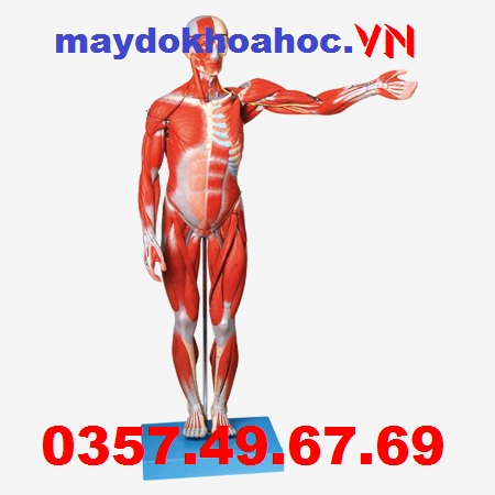 Mô hình giải phẫu cơ bắp cơ thể con người GD-A11302