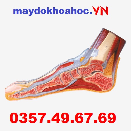 Mô hình mặt cắt xương bàn chân GD-A11312