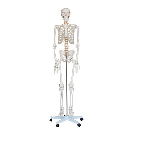 Bộ xương người thật cao 180cm XC-101