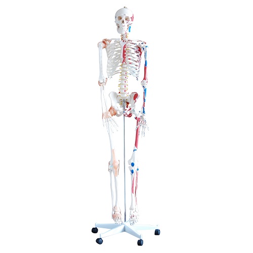 Bộ xương có cơ và dây chằng cao 180cm XC-101A
