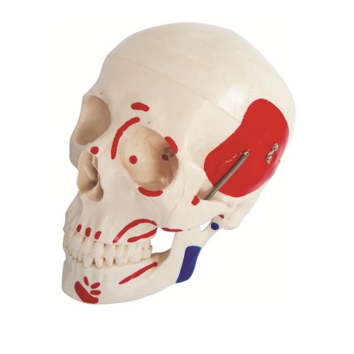 Mô hình sọ người kích thước thật với các cơ được sơn màu XC-104B