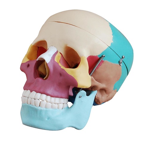 Mô hình sọ người kích thước thật với xương được sơn màu XC-104C
