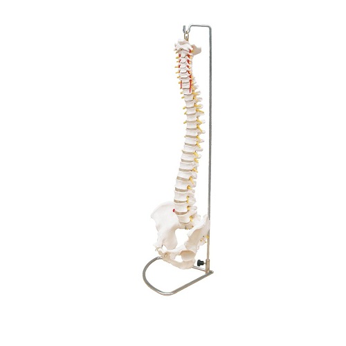 Mô hình cột sống kích thước thật XC-107