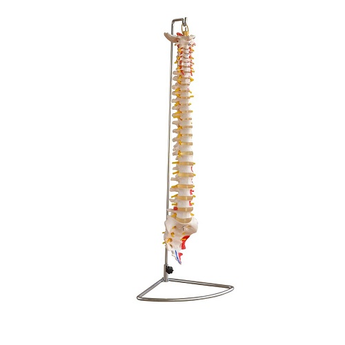 Cột sống có mô hình cơ được sơn màu XC-107A