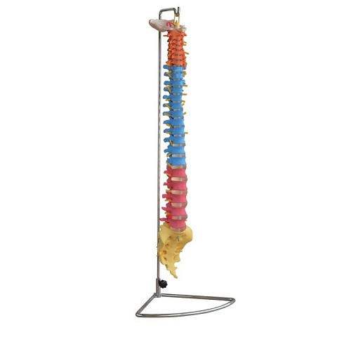Cột sống mô phỏng dùng trong giảng dạy XC-107C