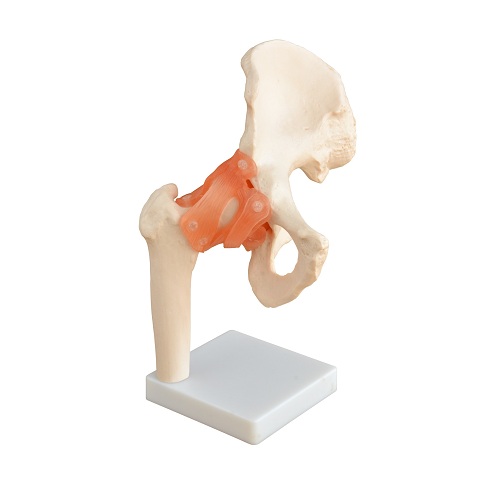 Khớp háng kích thước thật XC-110