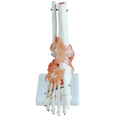 Khớp bàn chân kích thước thật có dây chằng XC-113A