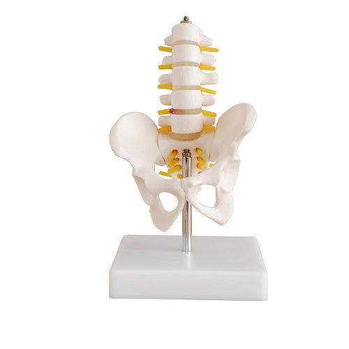 Khung xương chậu bán phần kèm 5 đốt sống thắt lưng XC-115A