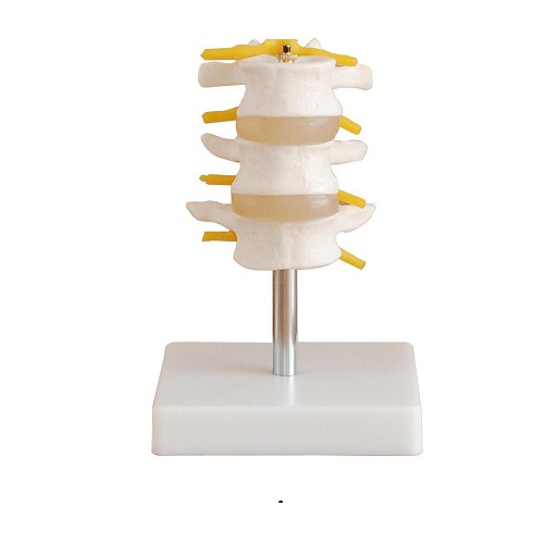 Bộ mô hình đốt sống thắt lưng 3 chi tiết XC-117