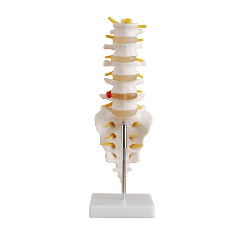 Bộ đốt sống thắt lưng kèm xương cùng, xương cụt và đĩa đệm thoát vị XC-119