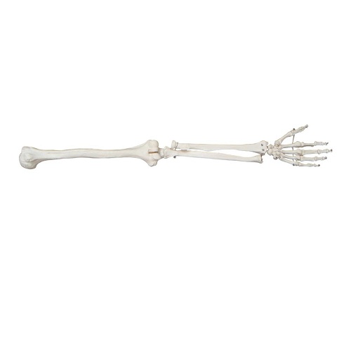 Mô hình chi trên kích thước thật XC-121