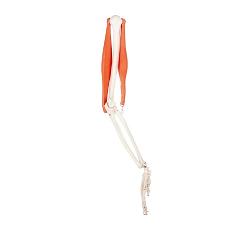 Mô hình cánh tay kích thước thật có cơ bắp XC-121B