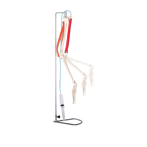 Mô hình chi trên và chuyển động cơ bắp kích thước thật XC-121C