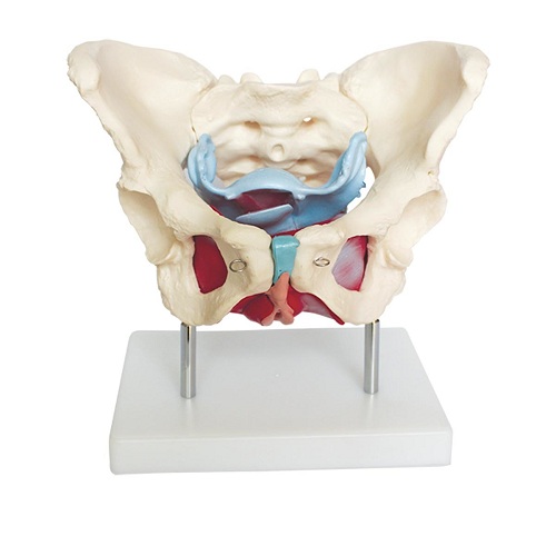 Cơ và các cơ quan vùng chậu nữ XC-125