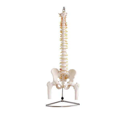 Cột sống kích thước thật kèm xương chậu và đầu xương đùi XC-126