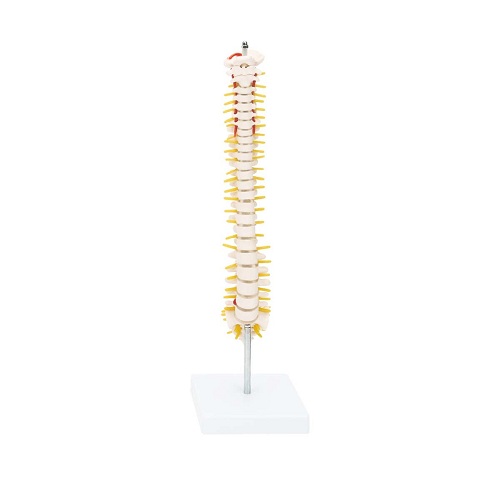 Cột sống bán phần (42 cm) XC-129