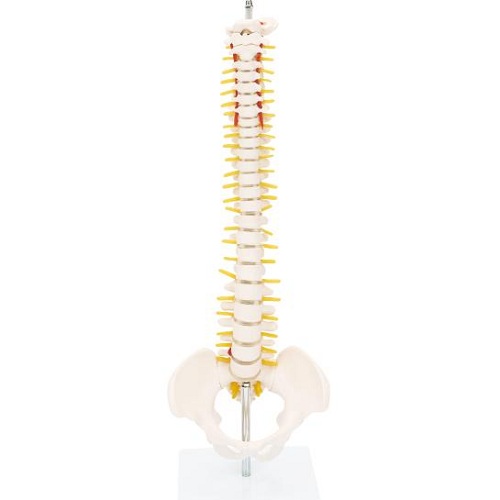 Mô hình cột sống và xương chậu thu nhỏ (42 cm) XC-131