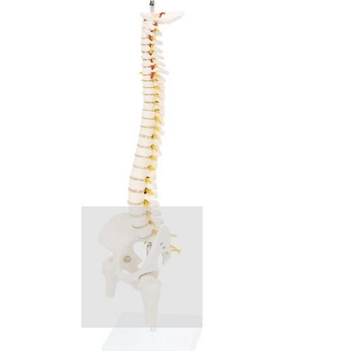 Cột sống bán phần kèm xương chậu và đầu xương đùi (45 cm) XC-132