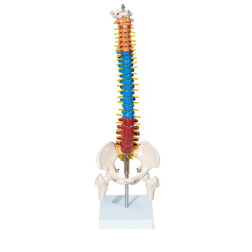 Cột sống kèm xương chậu và đầu xương đùi 45 cm XC-132C