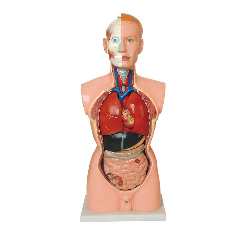Mô hình thân nam 85 cm 19 chi tiết (Khuôn mặt kiểu Châu Âu) XC-201N