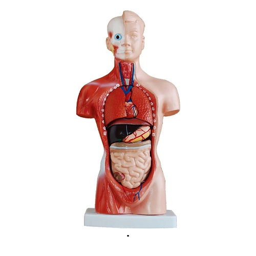 Mô hình thân người 26 cm 15 chi tiết XC-203
