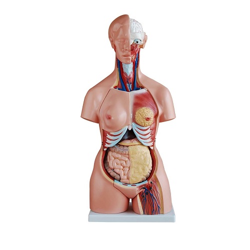 Mô hình thân người unisex 85 cm 23 chi tiết XC-204