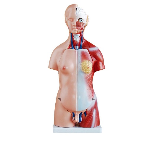 Mô hình thân người unisex 45 cm, 23 chi tiết XC-205
