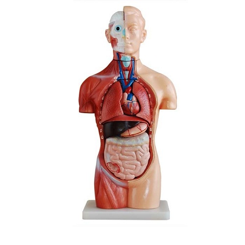 Mô hình thân người không phân biệt giới tính 42 cm, 18 bộ phận XC-207