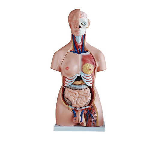 Mô hình thân người unisex 85 cm 40 chi tiết XC-208