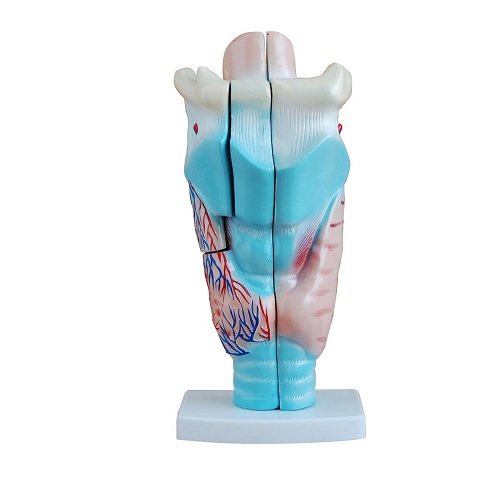 Mô hình thanh quản người phóng đại XC-301