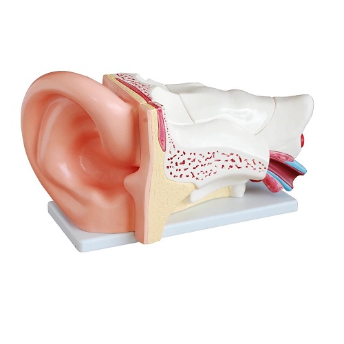 Mô hình tai phóng đại kiểu mới XC-303C